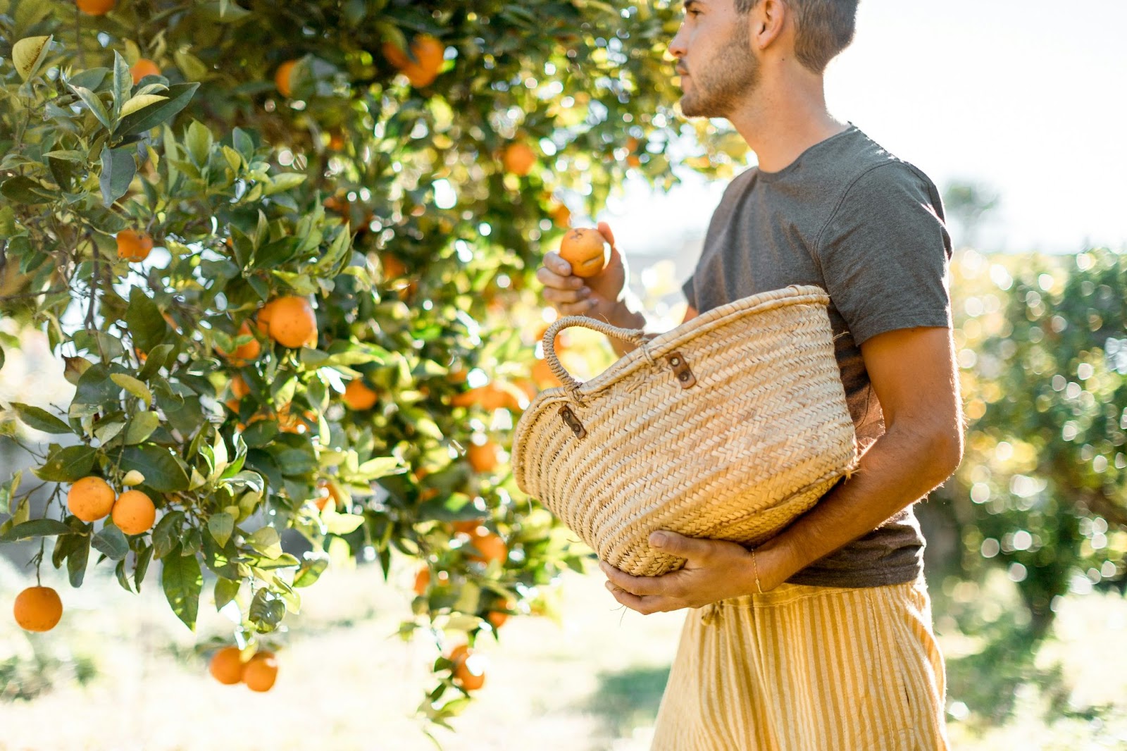 A man picking oranges and putting them into a woven tote